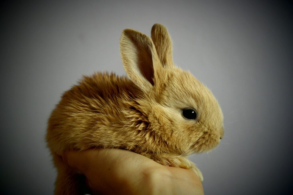 rabbit, bunny, pet-373691.jpg